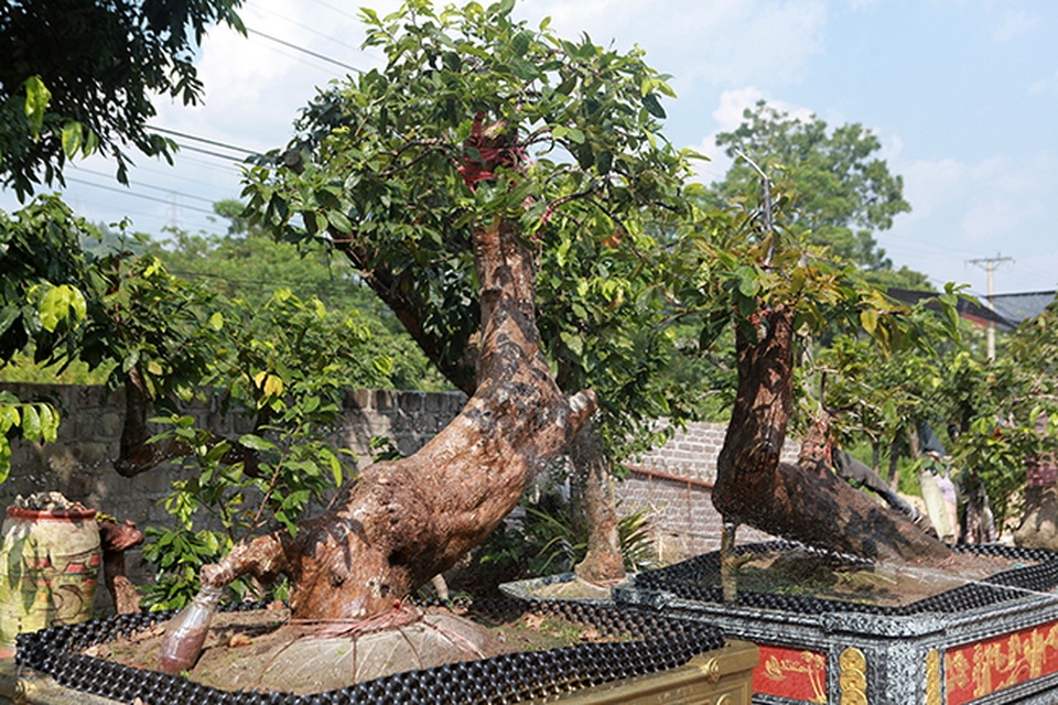 Cặp “Tiên đồng ngọc nữ” giá tiền tỷ của ông “vua” mai vàng Yên Tử - 3 Cặp “Tiên đồng ngọc nữ” giá tiền tỷ của ông “vua” mai vàng Yên Tử - 3