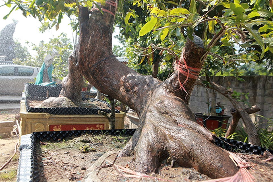 Cặp “Tiên đồng ngọc nữ” giá tiền tỷ của ông “vua” mai vàng Yên Tử - 4 Cặp “Tiên đồng ngọc nữ” giá tiền tỷ của ông “vua” mai vàng Yên Tử - 4
