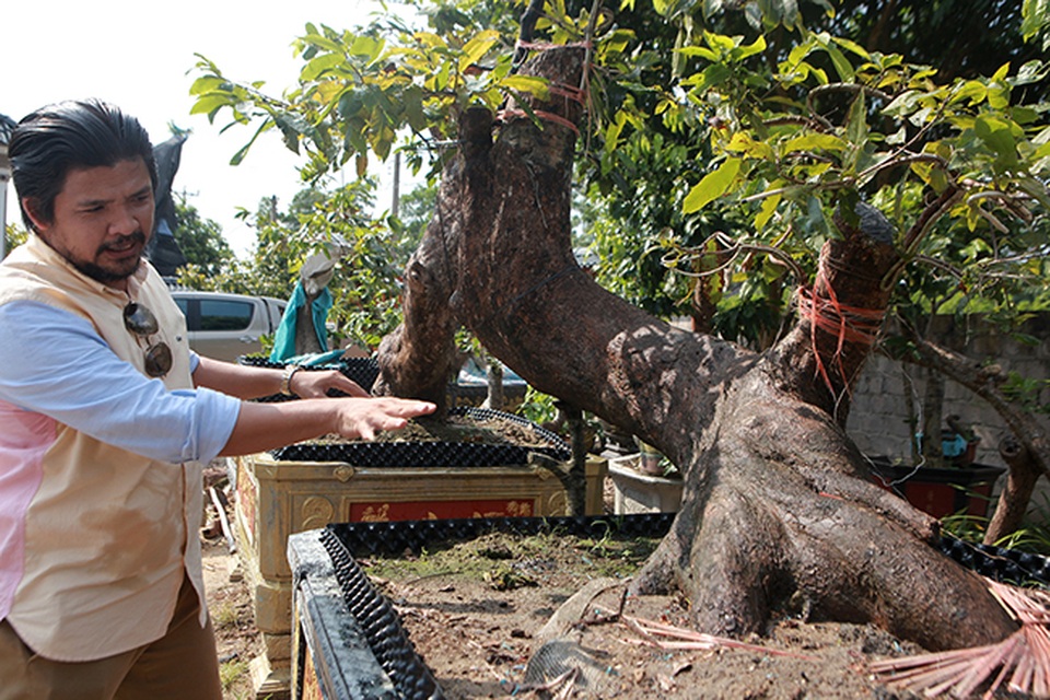 Cặp “Tiên đồng ngọc nữ” giá tiền tỷ của ông “vua” mai vàng Yên Tử - 6 Cặp “Tiên đồng ngọc nữ” giá tiền tỷ của ông “vua” mai vàng Yên Tử - 6