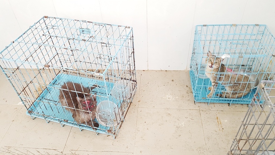 Huế: Tân sinh viên ngành Thú y tò mò xem cách chữa bệnh cho thú cưng - 13 Huế: Tân sinh viên ngành Thú y tò mò xem cách chữa bệnh cho thú cưng - 13