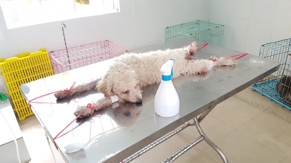 Huế: Tân sinh viên ngành Thú y tò mò xem cách chữa bệnh cho thú cưng - 12 Huế: Tân sinh viên ngành Thú y tò mò xem cách chữa bệnh cho thú cưng - 12