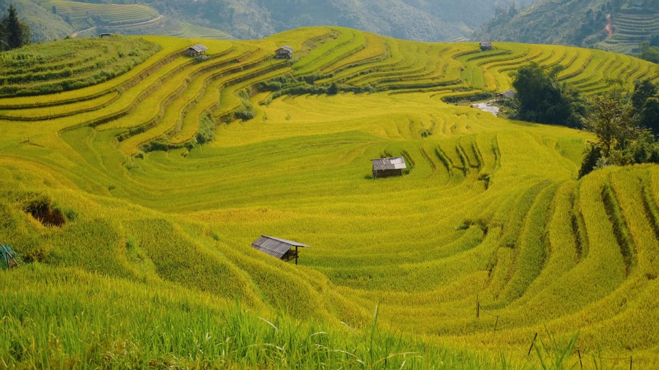 3 thiên đường “mùa vàng” ở Tây Bắc, đến khách Tây cũng “mê như điếu đổ” - 9 3 thiên đường “mùa vàng” ở Tây Bắc, đến khách Tây cũng “mê như điếu đổ” - 9