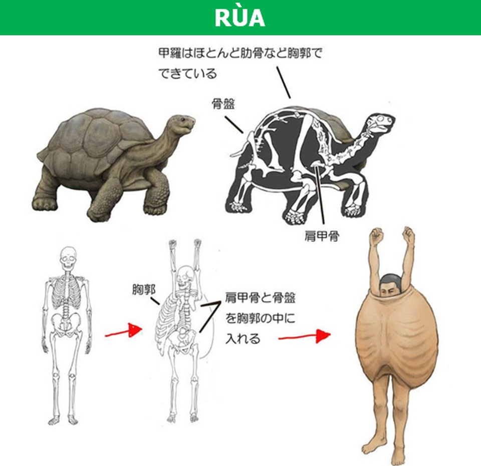 Điều gì sẽ xảy ra nếu cơ thể con người có cấu trúc tương tự động vật? - 1 Điều gì sẽ xảy ra nếu cơ thể con người có cấu trúc tương tự động vật? - 1