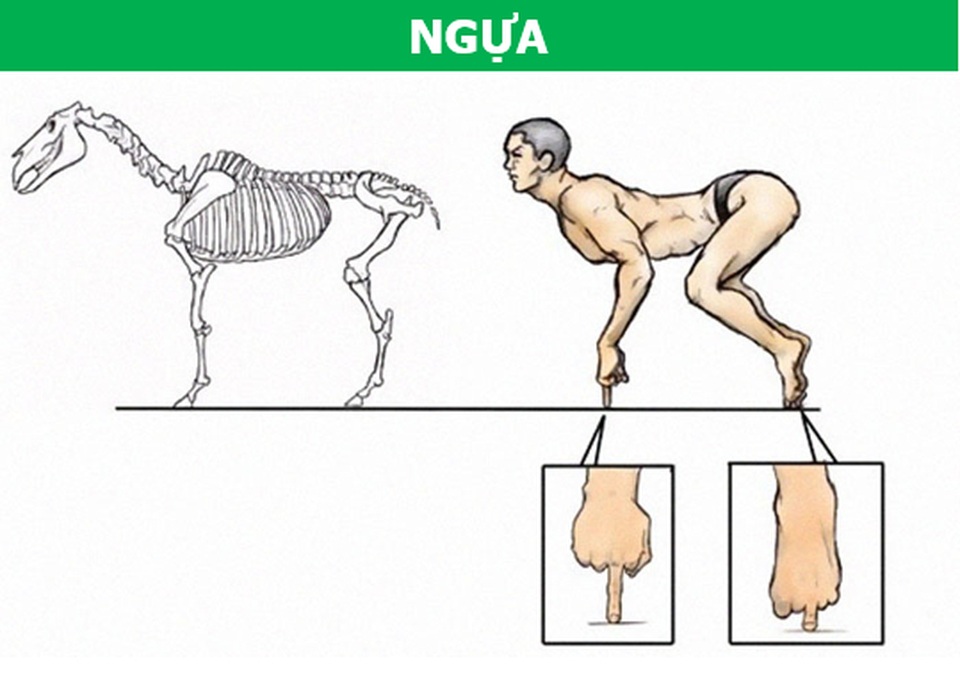 Điều gì sẽ xảy ra nếu cơ thể con người có cấu trúc tương tự động vật? - 2 Điều gì sẽ xảy ra nếu cơ thể con người có cấu trúc tương tự động vật? - 2