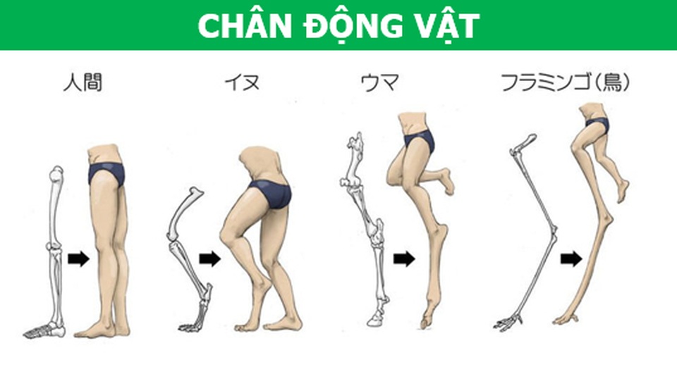 Điều gì sẽ xảy ra nếu cơ thể con người có cấu trúc tương tự động vật? - 4 Điều gì sẽ xảy ra nếu cơ thể con người có cấu trúc tương tự động vật? - 4