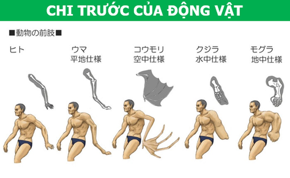 Điều gì sẽ xảy ra nếu cơ thể con người có cấu trúc tương tự động vật? - 7 Điều gì sẽ xảy ra nếu cơ thể con người có cấu trúc tương tự động vật? - 7