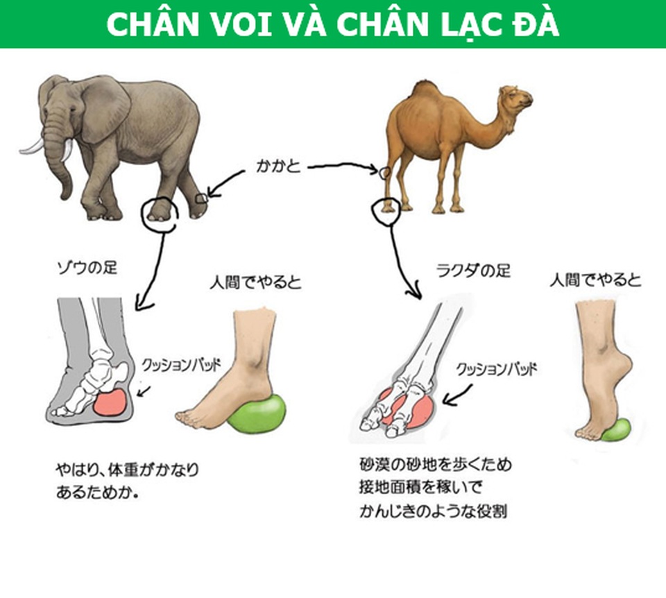 Điều gì sẽ xảy ra nếu cơ thể con người có cấu trúc tương tự động vật? - 6 Điều gì sẽ xảy ra nếu cơ thể con người có cấu trúc tương tự động vật? - 6