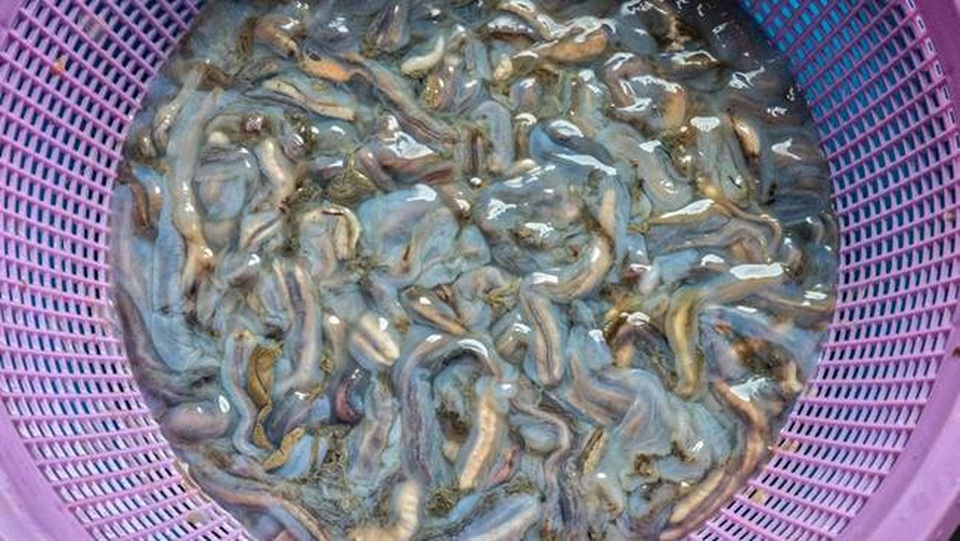 Loài cứ ra không khí là chết thành đặc sản ghê người giá 360.000 đồng/kg - 10 Loài cứ ra không khí là chết thành đặc sản ghê người giá 360.000 đồng/kg - 10