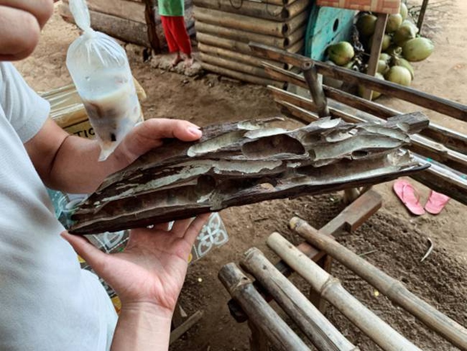 Loài cứ ra không khí là chết thành đặc sản ghê người giá 360.000 đồng/kg - 13 Loài cứ ra không khí là chết thành đặc sản ghê người giá 360.000 đồng/kg - 13