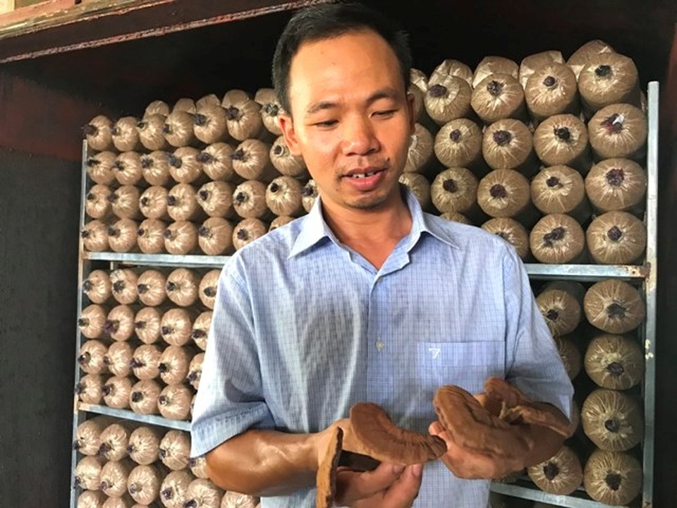 Thanh Hóa: Bỏ việc nhà nước về kiếm 300 triệu đồng/năm từ trồng nấm - 2 Thanh Hóa: Bỏ việc nhà nước về kiếm 300 triệu đồng/năm từ trồng nấm - 2