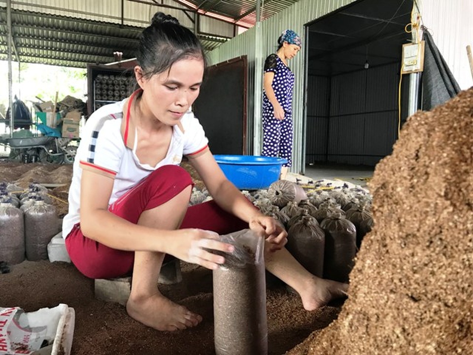 Thanh Hóa: Bỏ việc nhà nước về kiếm 300 triệu đồng/năm từ trồng nấm - 3 Thanh Hóa: Bỏ việc nhà nước về kiếm 300 triệu đồng/năm từ trồng nấm - 3