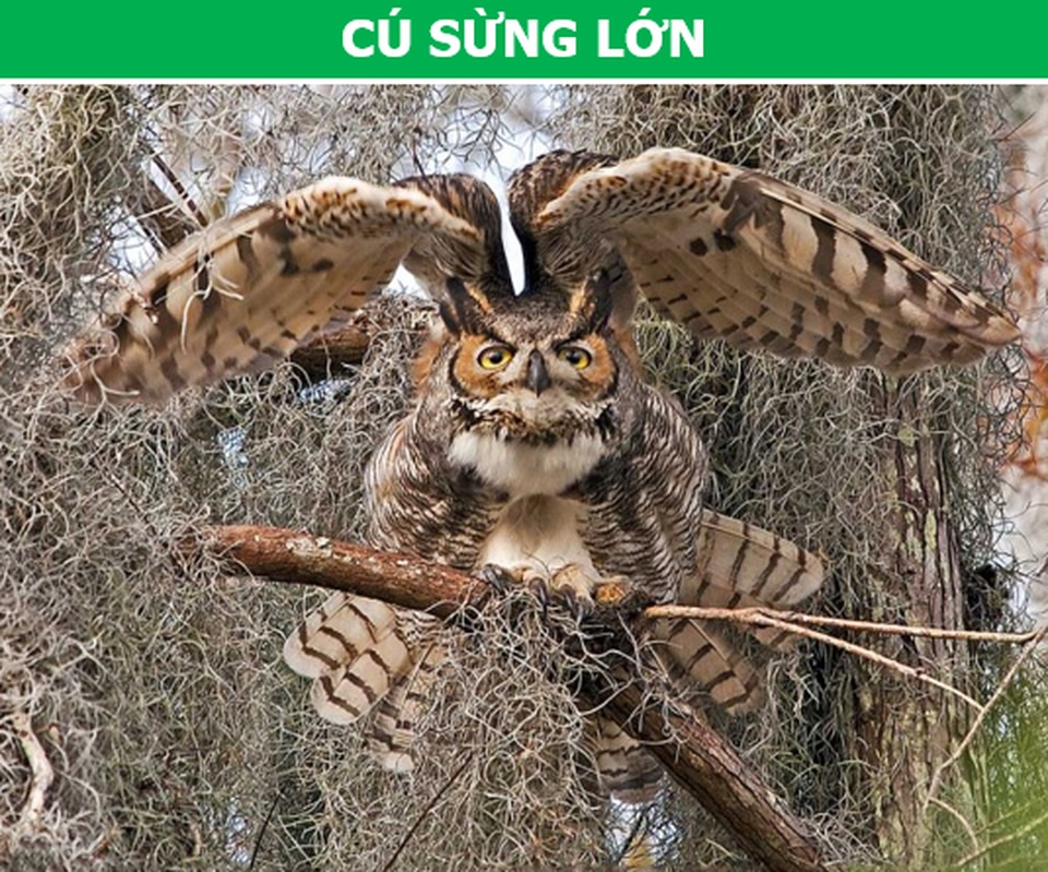 “Rợn người” với những loài chim nguy hiểm nhất thế giới (P2) - 2 “Rợn người” với những loài chim nguy hiểm nhất thế giới (P2) - 2