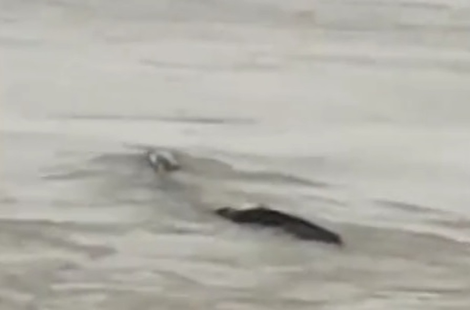 Ngã ngửa với sự thật về “thủy quái trên sông” gây xôn xao cư dân mạng Trung Quốc - 1 Ngã ngửa với sự thật về “thủy quái trên sông” gây xôn xao cư dân mạng Trung Quốc - 1