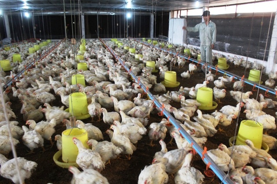1 kg thịt gà giá bằng một bó rau: Cần phải cân đối lượng gà ngoại nhập? - 1 1 kg thịt gà giá bằng một bó rau: Cần phải cân đối lượng gà ngoại nhập? - 1