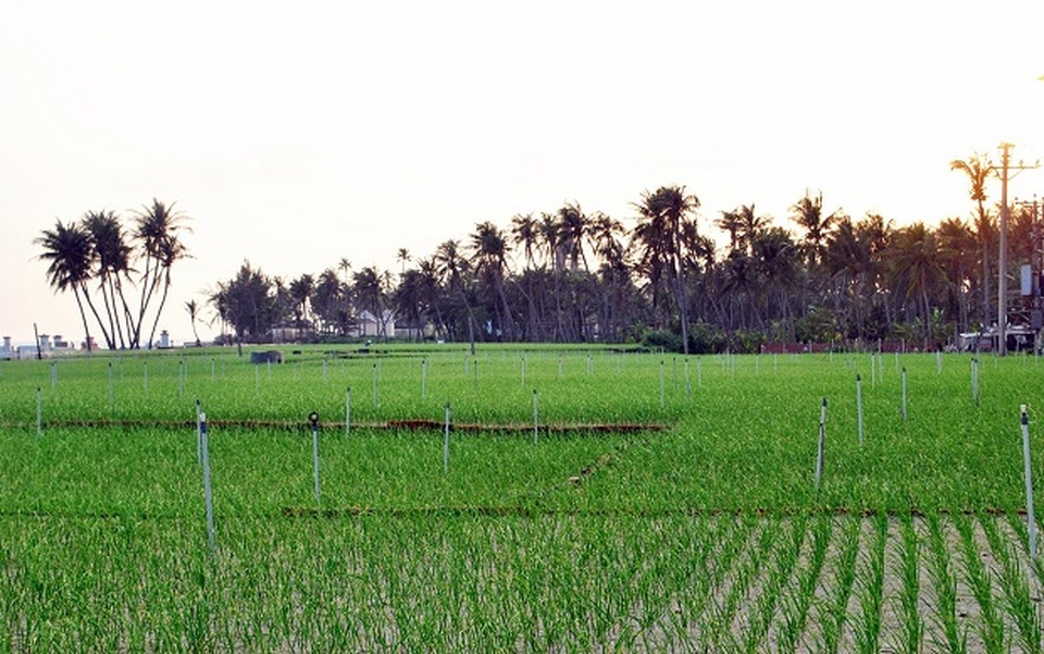 Quảng Ngãi: Sóng ngầm chuyển nhượng đất nông nghiệp ở Lý Sơn - 1 Quảng Ngãi: Sóng ngầm chuyển nhượng đất nông nghiệp ở Lý Sơn - 1