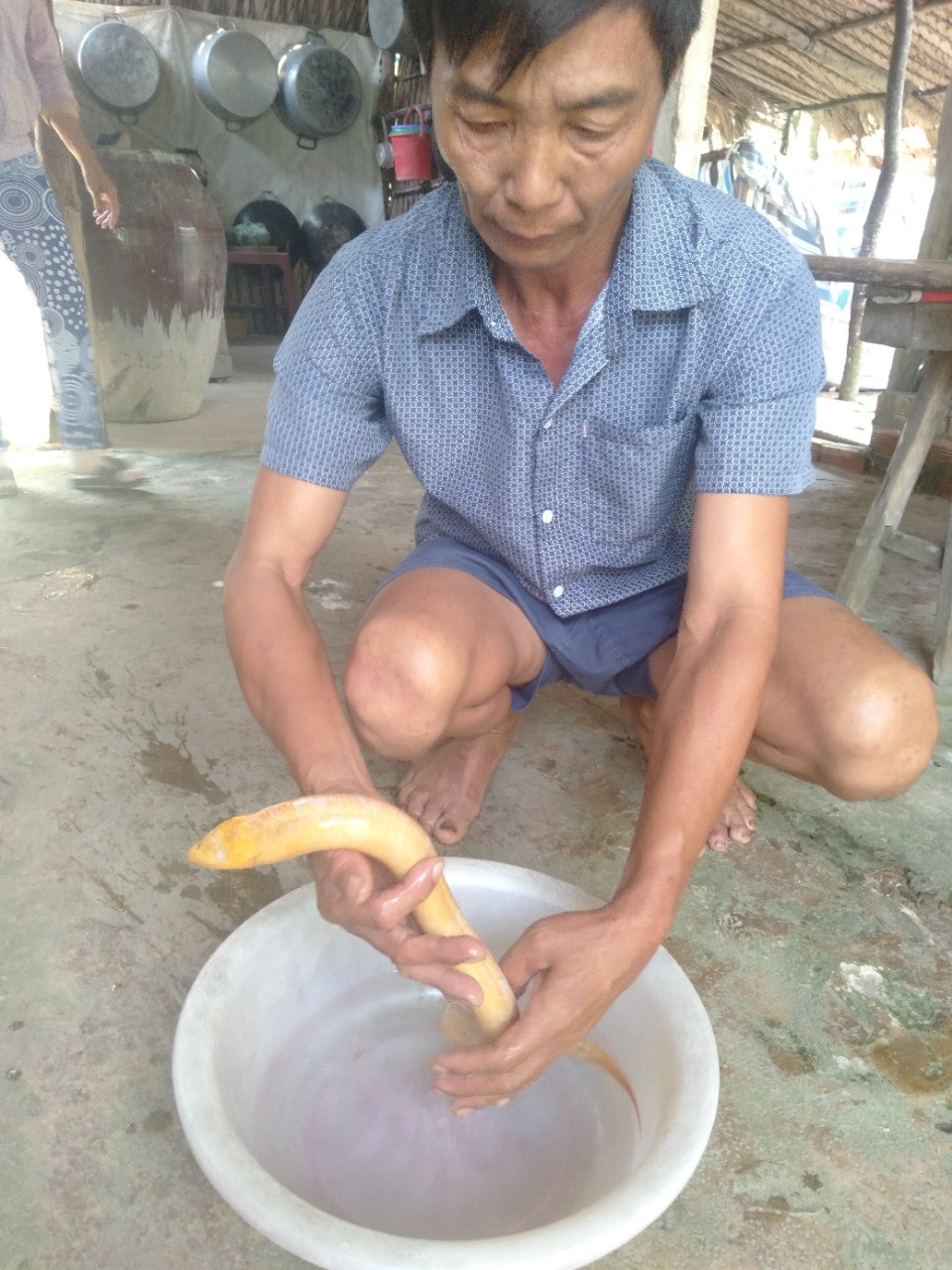 Người dân bắt được con lươn “bạch tạng” - 2 Người dân bắt được con lươn “bạch tạng” - 2