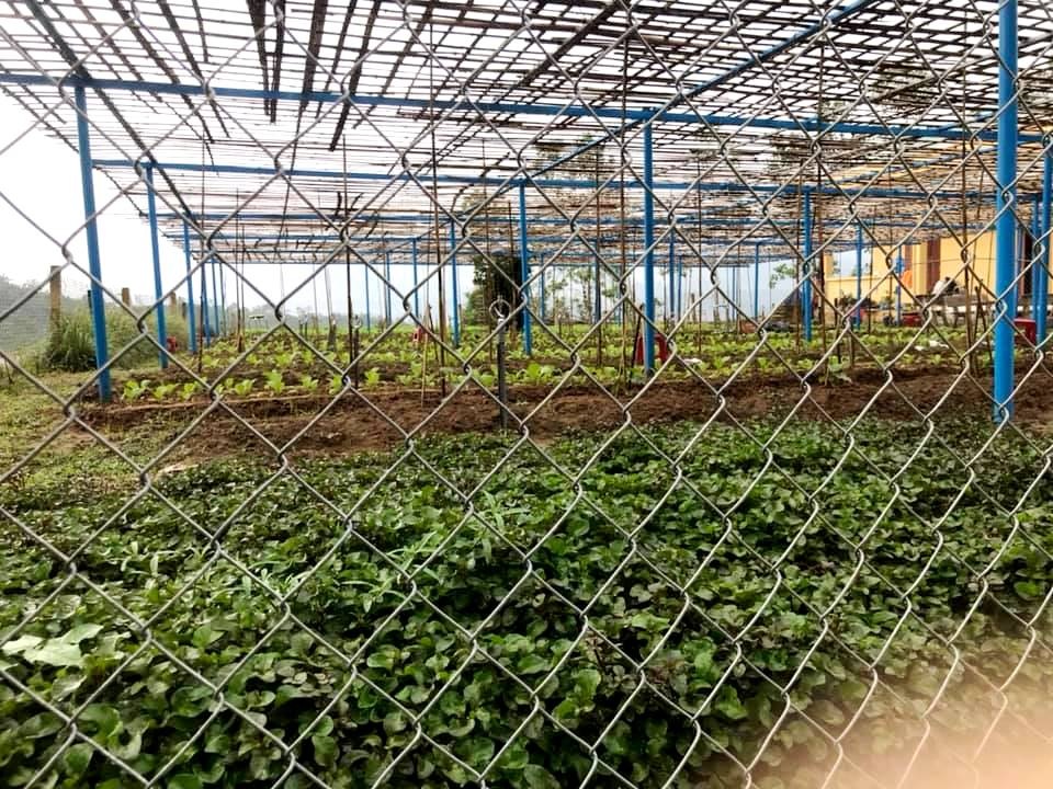 Thầy cô vùng cao Quảng Nam tăng gia cải thiện bữa ăn Thầy cô vùng cao Quảng Nam tăng gia cải thiện bữa ăn