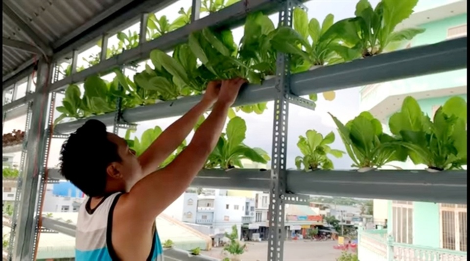 Vườn rau thủy canh ấn tượng trên sân thượng nhà nữ diễn viên “Cổng mặt trời” - 6 Vườn rau thủy canh ấn tượng trên sân thượng nhà nữ diễn viên “Cổng mặt trời” - 6
