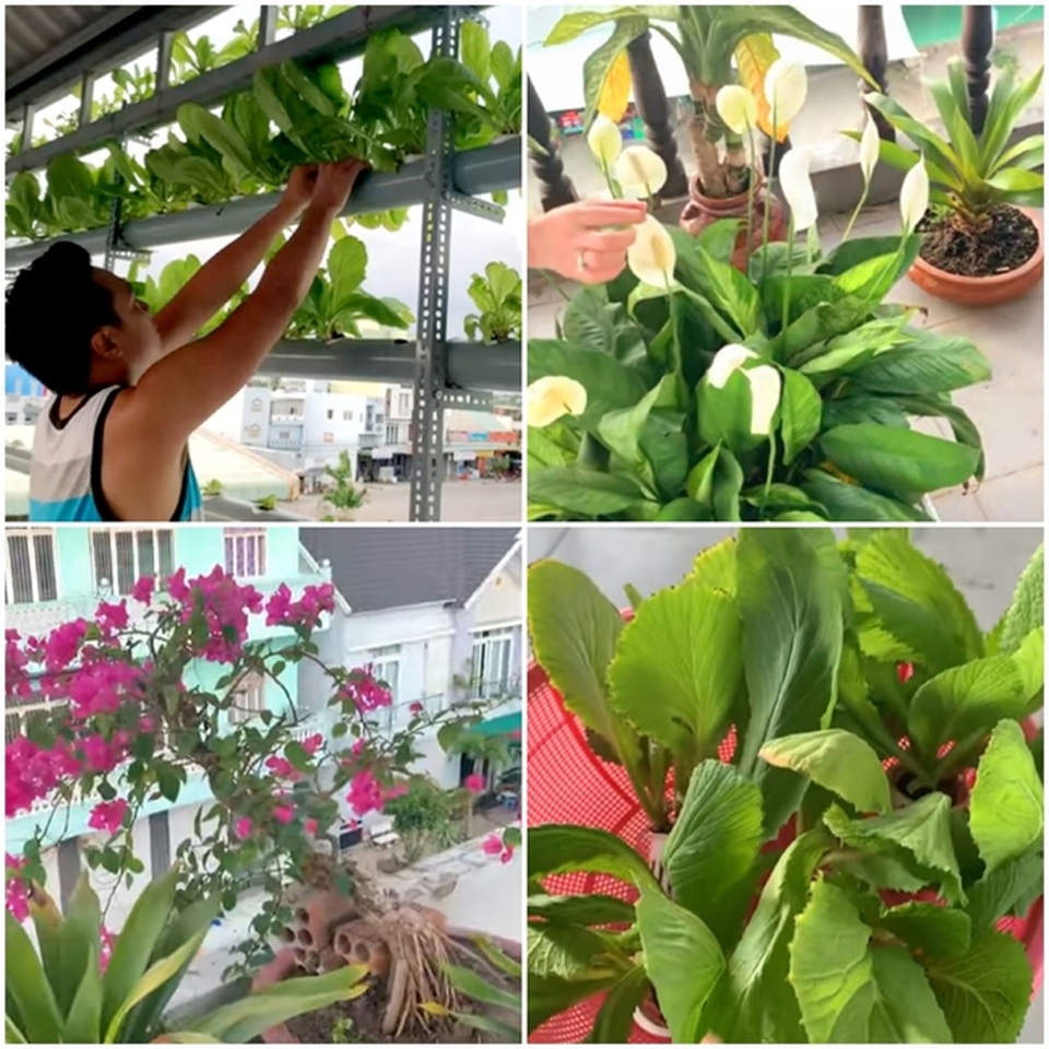 Vườn rau thủy canh ấn tượng trên sân thượng nhà nữ diễn viên “Cổng mặt trời” - 15 Vườn rau thủy canh ấn tượng trên sân thượng nhà nữ diễn viên “Cổng mặt trời” - 15