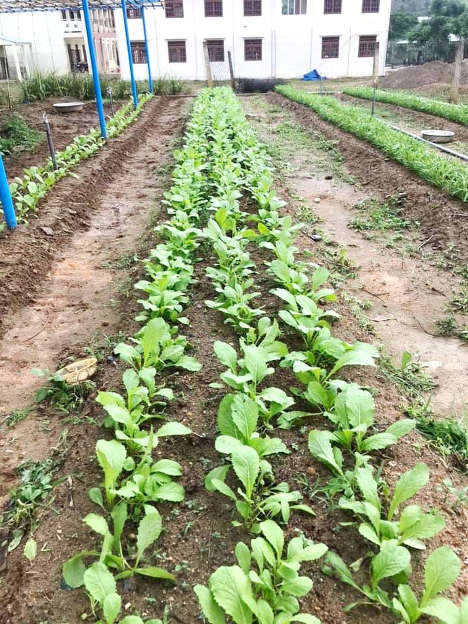 Thầy cô vùng cao Quảng Nam tăng gia cải thiện bữa ăn Thầy cô vùng cao Quảng Nam tăng gia cải thiện bữa ăn
