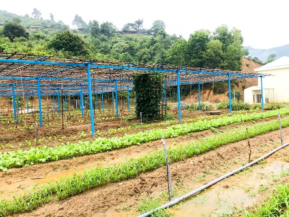 Thầy cô vùng cao Quảng Nam tăng gia cải thiện bữa ăn Thầy cô vùng cao Quảng Nam tăng gia cải thiện bữa ăn