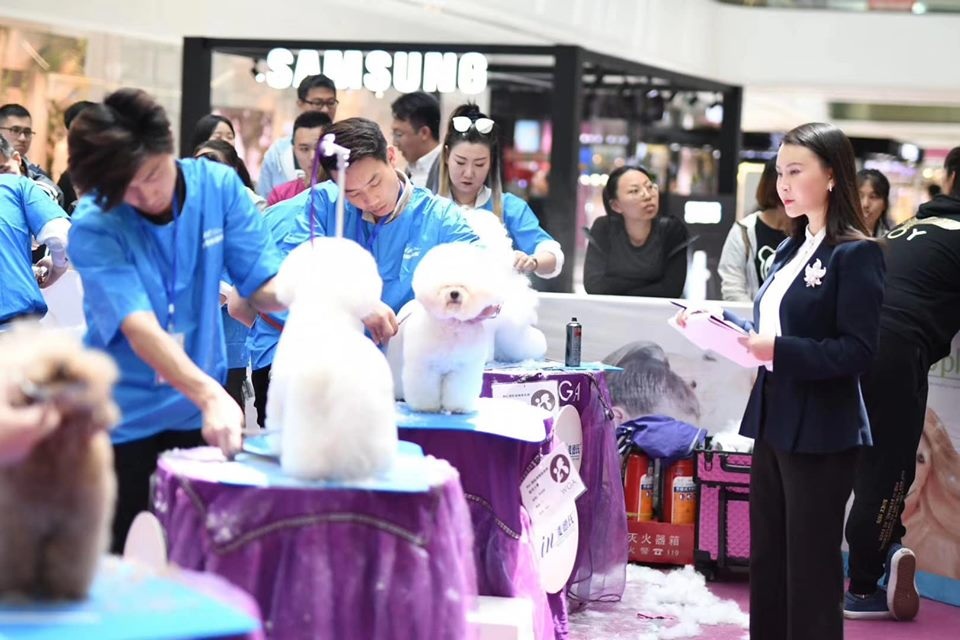 Cuộc thi tạo mẫu lông Quốc tế WGA - Cơ hội Phát triển cho nghề Grooming (nghề cắt lông thú cưng) - 3 Cuộc thi tạo mẫu lông Quốc tế WGA - Cơ hội Phát triển cho nghề Grooming (nghề cắt lông thú cưng) - 3