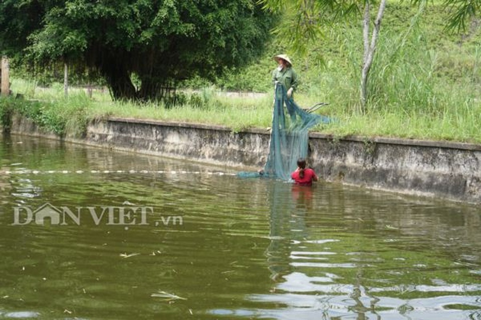 Đột nhập nơi nuôi loài cá Mỵ tên nghe số khổ chỉ có ở Việt Nam - 2 Đột nhập nơi nuôi loài cá Mỵ tên nghe số khổ chỉ có ở Việt Nam - 2