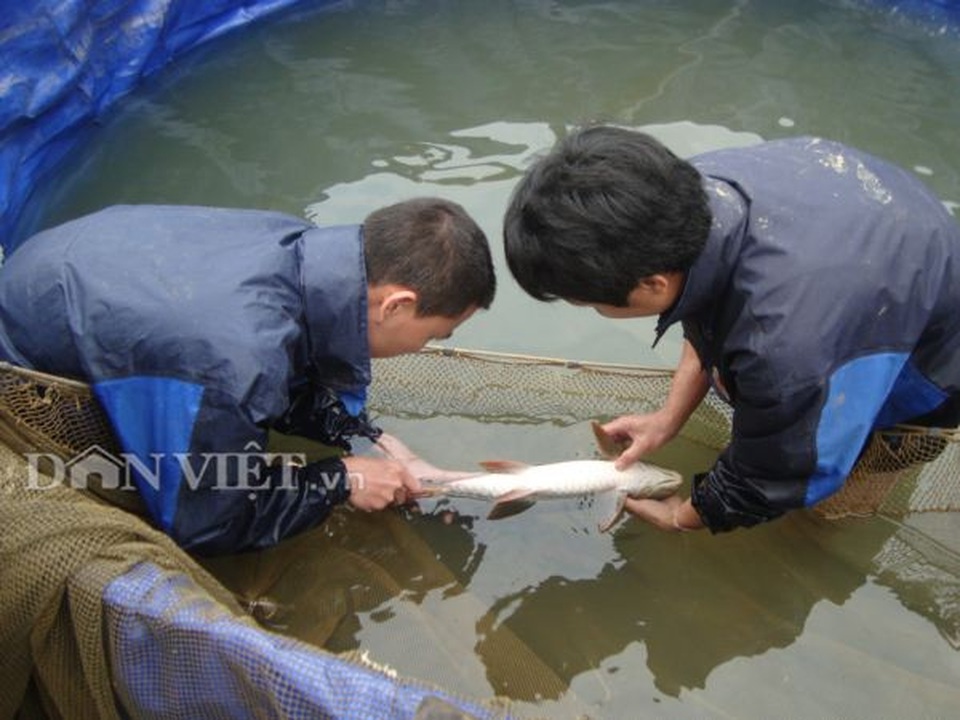 Đột nhập nơi nuôi loài cá Mỵ tên nghe số khổ chỉ có ở Việt Nam - 4 Đột nhập nơi nuôi loài cá Mỵ tên nghe số khổ chỉ có ở Việt Nam - 4