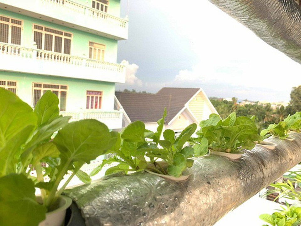 Vườn rau thủy canh ấn tượng trên sân thượng nhà nữ diễn viên “Cổng mặt trời” - 12 Vườn rau thủy canh ấn tượng trên sân thượng nhà nữ diễn viên “Cổng mặt trời” - 12