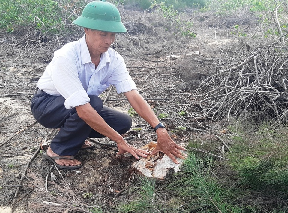 Vụ cả trăm ha rừng dương bị xóa sổ tại Bình Định: Lãnh đạo công ty điện gió nói gì? - 1 Vụ cả trăm ha rừng dương bị xóa sổ tại Bình Định: Lãnh đạo công ty điện gió nói gì? - 1