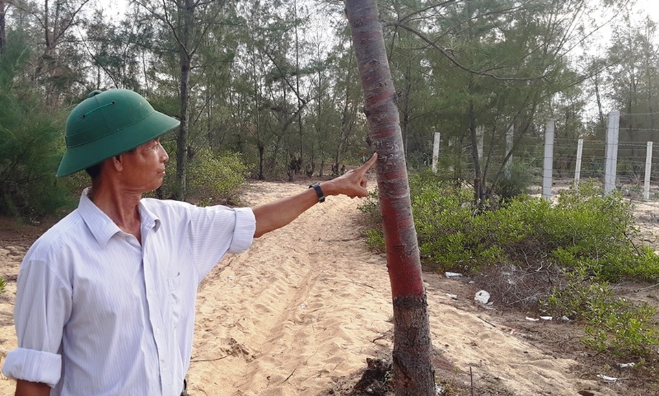 Bất ngờ tạm dừng dự án điện gió tại Bình Định vì để 140ha rừng dương bị xóa sổ! - 3 Bất ngờ tạm dừng dự án điện gió tại Bình Định vì để 140ha rừng dương bị xóa sổ! - 3