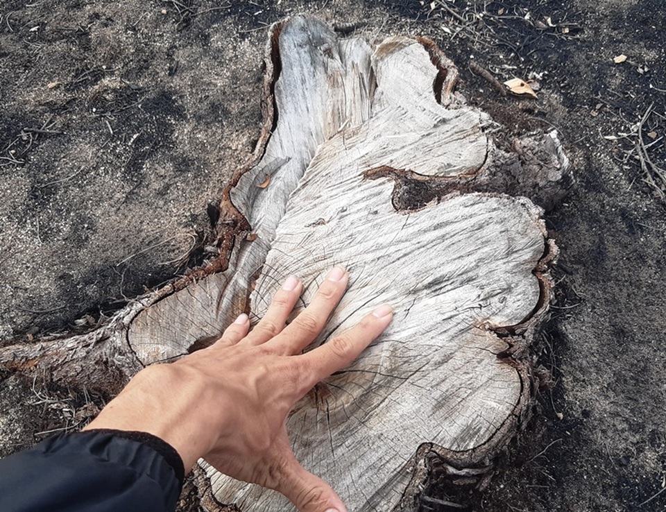 Bình Định: Cả trăm ha rừng dương bao đời che chở cho dân bị… xóa sổ! - 2 Bình Định: Cả trăm ha rừng dương bao đời che chở cho dân bị… xóa sổ! - 2