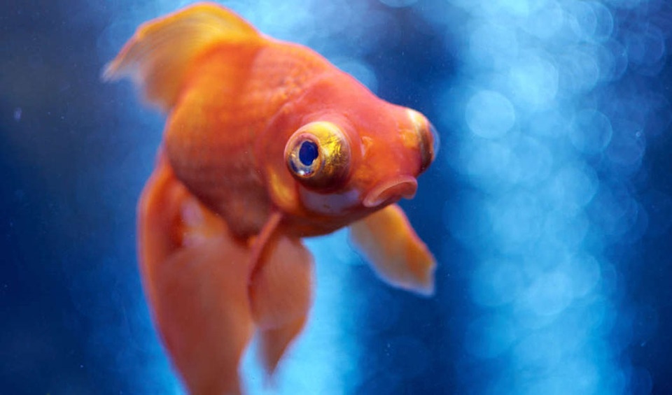 Cá cũng biết cảm thấy… đau giống như con người - 1 Cá cũng biết cảm thấy… đau giống như con người - 1