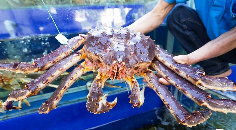 Cua hoàng đế “sang chảnh” rớt giá, giảm hơn nửa triệu đồng/kg - 1 Cua hoàng đế “sang chảnh” rớt giá, giảm hơn nửa triệu đồng/kg - 1