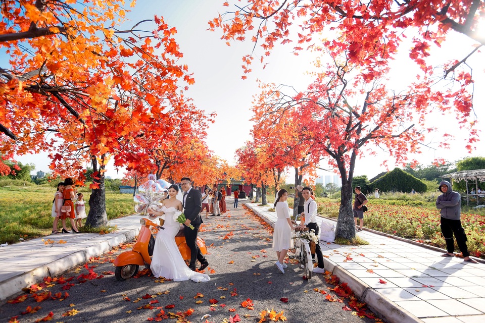 Ngỡ ngàng con đường lá đỏ lãng mạn tựa phim Hàn ở Hà Nội - 1 Ngỡ ngàng con đường lá đỏ lãng mạn tựa phim Hàn ở Hà Nội - 1