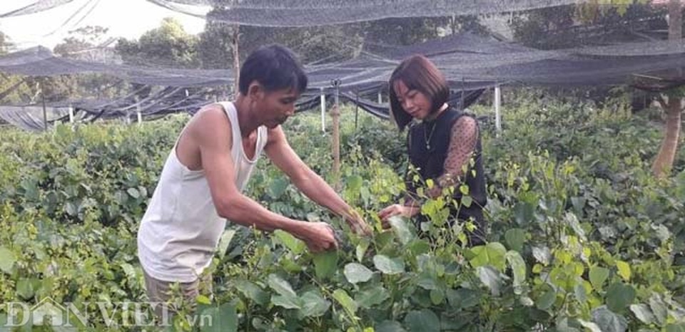 Thái Nguyên: Mang rau dại từ rừng về vườn, bán dễ, kiếm bộn tiền - 2