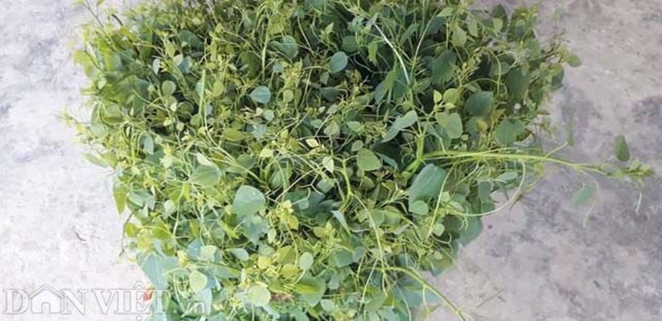 Thái Nguyên: Mang rau dại từ rừng về vườn, bán dễ, kiếm bộn tiền - 5