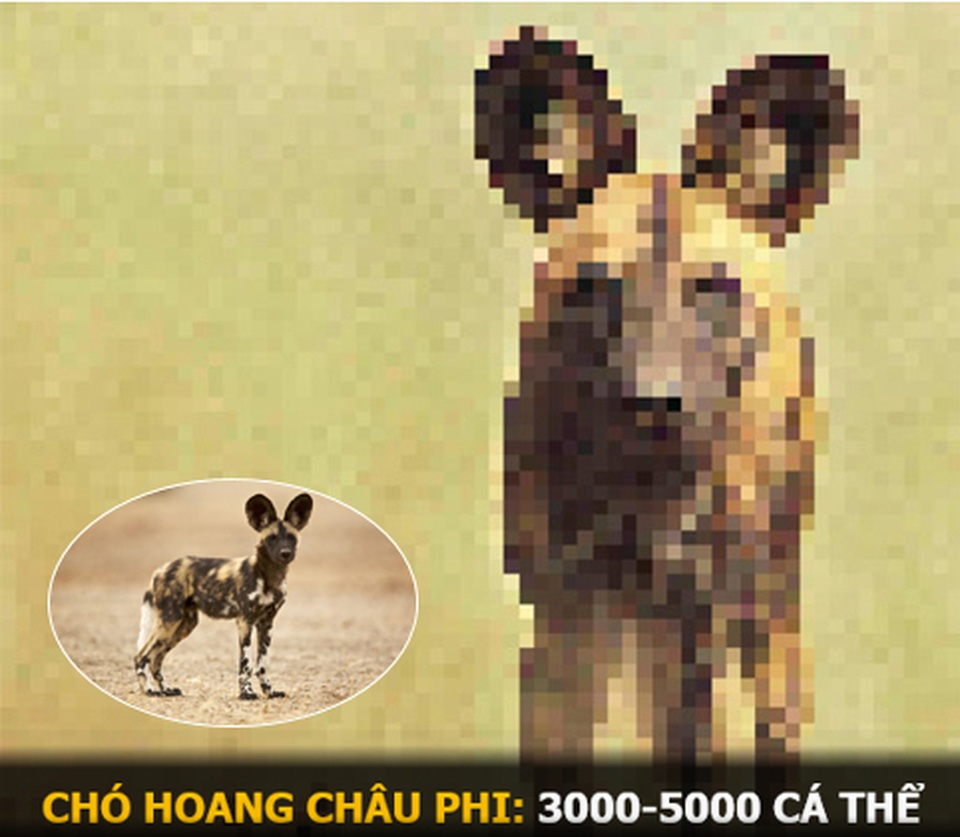 “Ám ảnh” album động vật hoang dã với mỗi Pixel tương ứng một cá thể còn sống - 11 “Ám ảnh” album động vật hoang dã với mỗi Pixel tương ứng một cá thể còn sống - 11