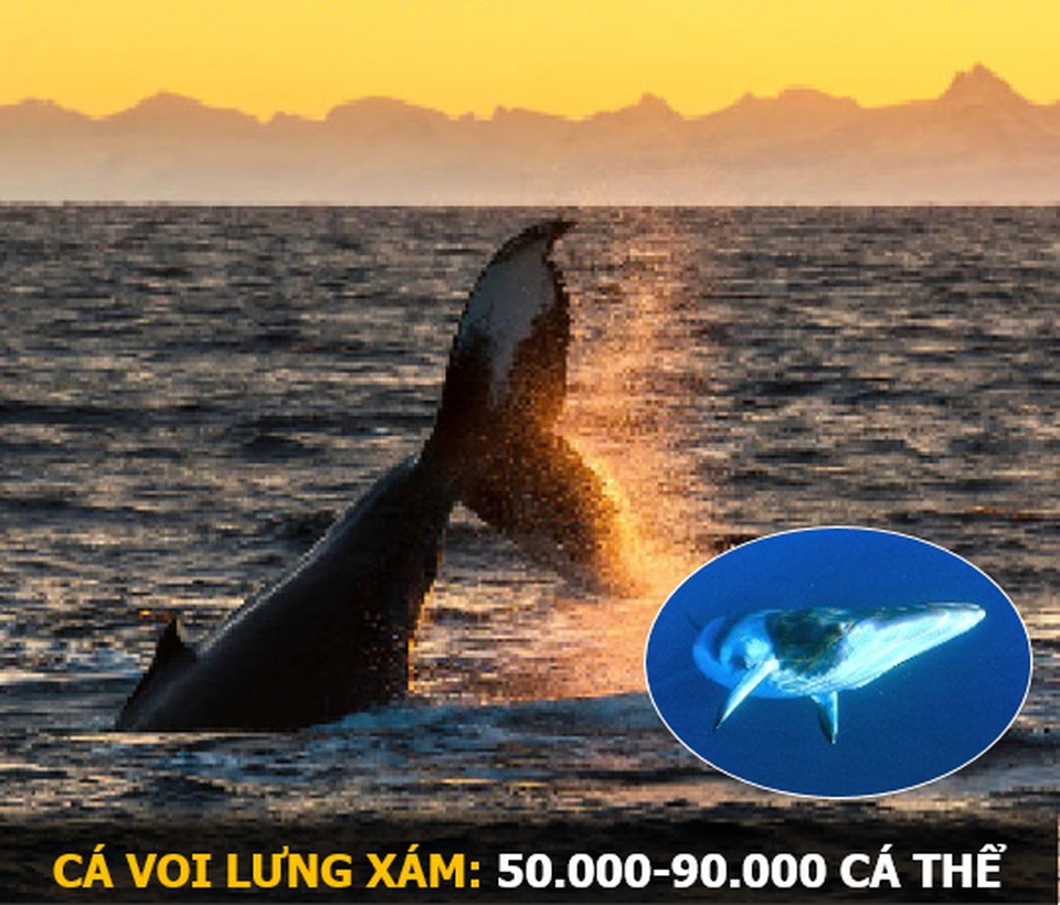 “Ám ảnh” album động vật hoang dã với mỗi Pixel tương ứng một cá thể còn sống - 5 “Ám ảnh” album động vật hoang dã với mỗi Pixel tương ứng một cá thể còn sống - 5
