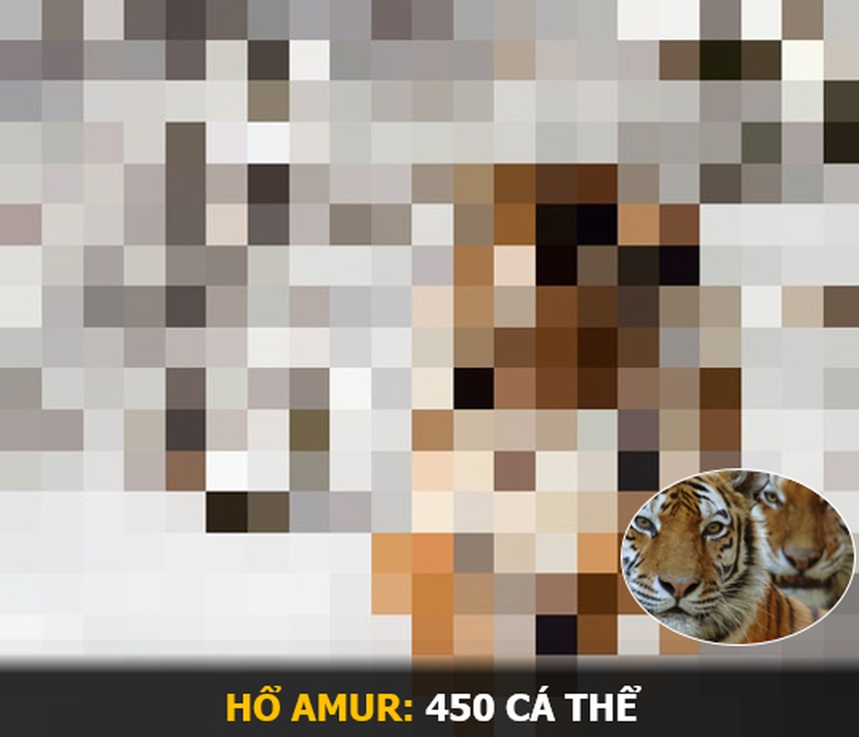 “Ám ảnh” album động vật hoang dã với mỗi Pixel tương ứng một cá thể còn sống - 13 “Ám ảnh” album động vật hoang dã với mỗi Pixel tương ứng một cá thể còn sống - 13
