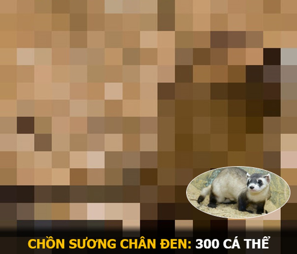“Ám ảnh” album động vật hoang dã với mỗi Pixel tương ứng một cá thể còn sống - 12 “Ám ảnh” album động vật hoang dã với mỗi Pixel tương ứng một cá thể còn sống - 12
