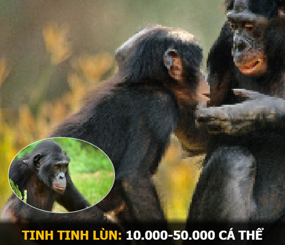 “Ám ảnh” album động vật hoang dã với mỗi Pixel tương ứng một cá thể còn sống - 7 “Ám ảnh” album động vật hoang dã với mỗi Pixel tương ứng một cá thể còn sống - 7