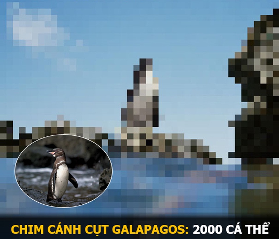 “Ám ảnh” album động vật hoang dã với mỗi Pixel tương ứng một cá thể còn sống - 15 “Ám ảnh” album động vật hoang dã với mỗi Pixel tương ứng một cá thể còn sống - 15