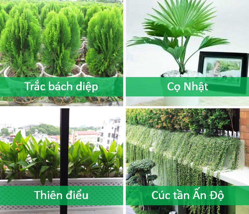 Trồng cây cảnh ở ban công chung cư, làm sao để vừa đẹp vừa nhàn? - 6 Trồng cây cảnh ở ban công chung cư, làm sao để vừa đẹp vừa nhàn? - 6