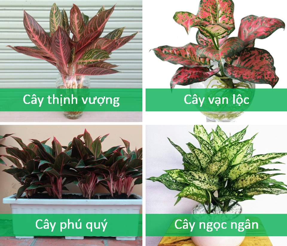 Trồng cây cảnh ở ban công chung cư, làm sao để vừa đẹp vừa nhàn? - 9 Trồng cây cảnh ở ban công chung cư, làm sao để vừa đẹp vừa nhàn? - 9