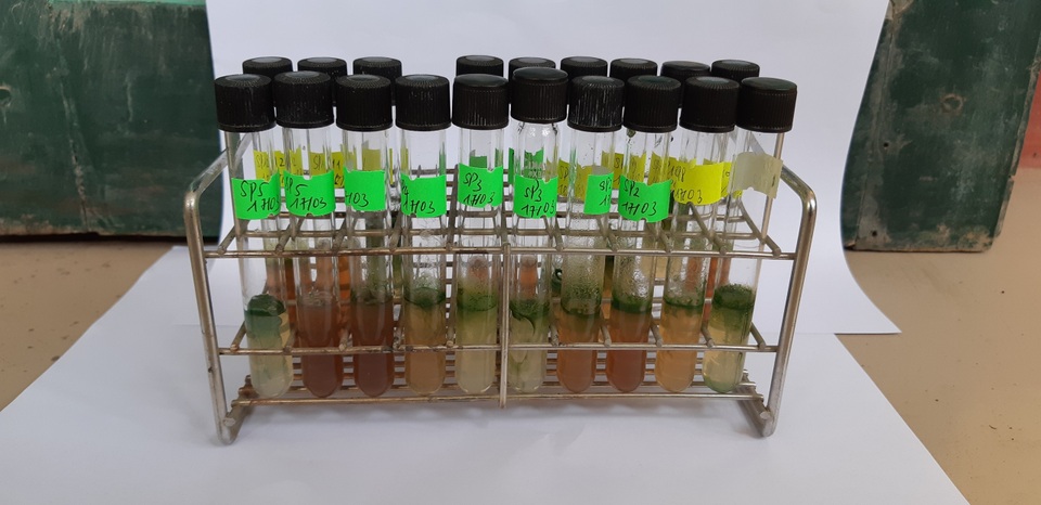 Vi tảo “Made in Vietnam”: Mục sở thị công nghệ nuôi tảo Spirulina của các nhà khoa học Việt - 5 Vi tảo “Made in Vietnam”: Mục sở thị công nghệ nuôi tảo Spirulina của các nhà khoa học Việt - 5