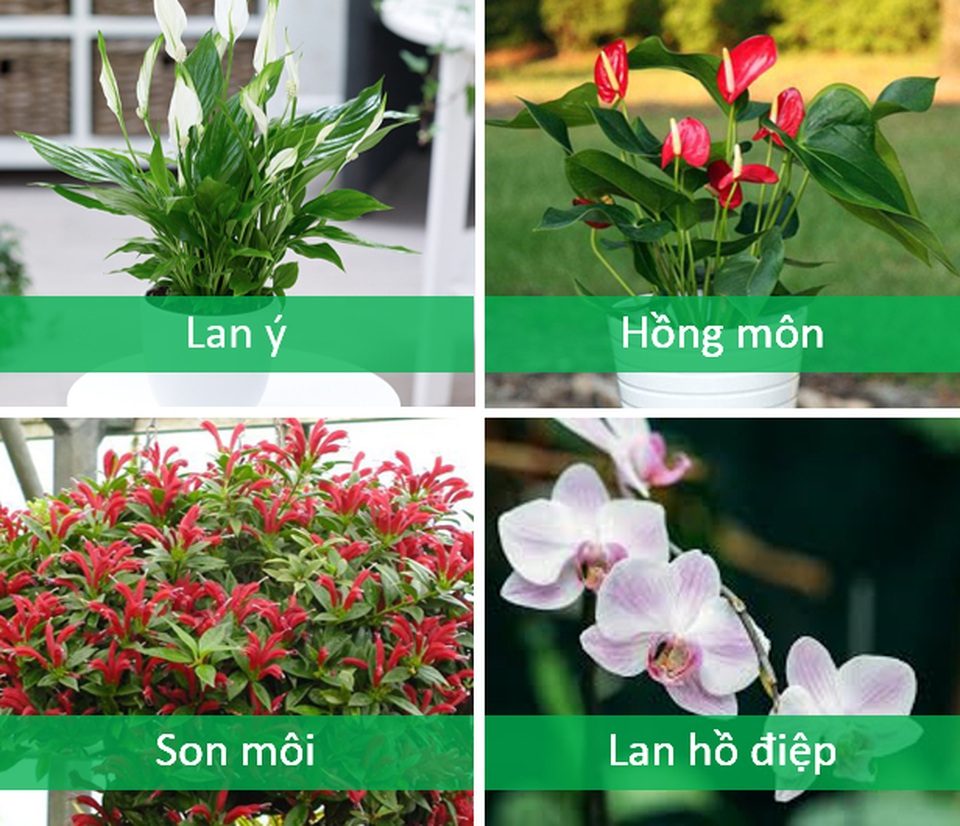 Trồng cây cảnh ở ban công chung cư, làm sao để vừa đẹp vừa nhàn? - 11 Trồng cây cảnh ở ban công chung cư, làm sao để vừa đẹp vừa nhàn? - 11