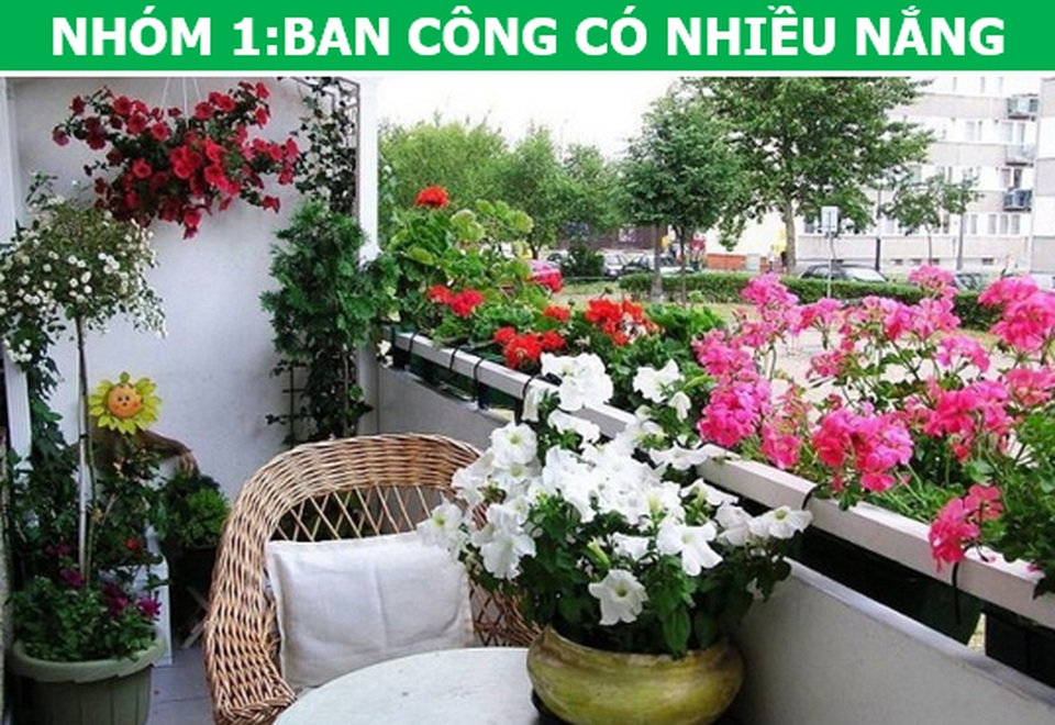 Trồng cây cảnh ở ban công chung cư, làm sao để vừa đẹp vừa nhàn? - 3 Trồng cây cảnh ở ban công chung cư, làm sao để vừa đẹp vừa nhàn? - 3