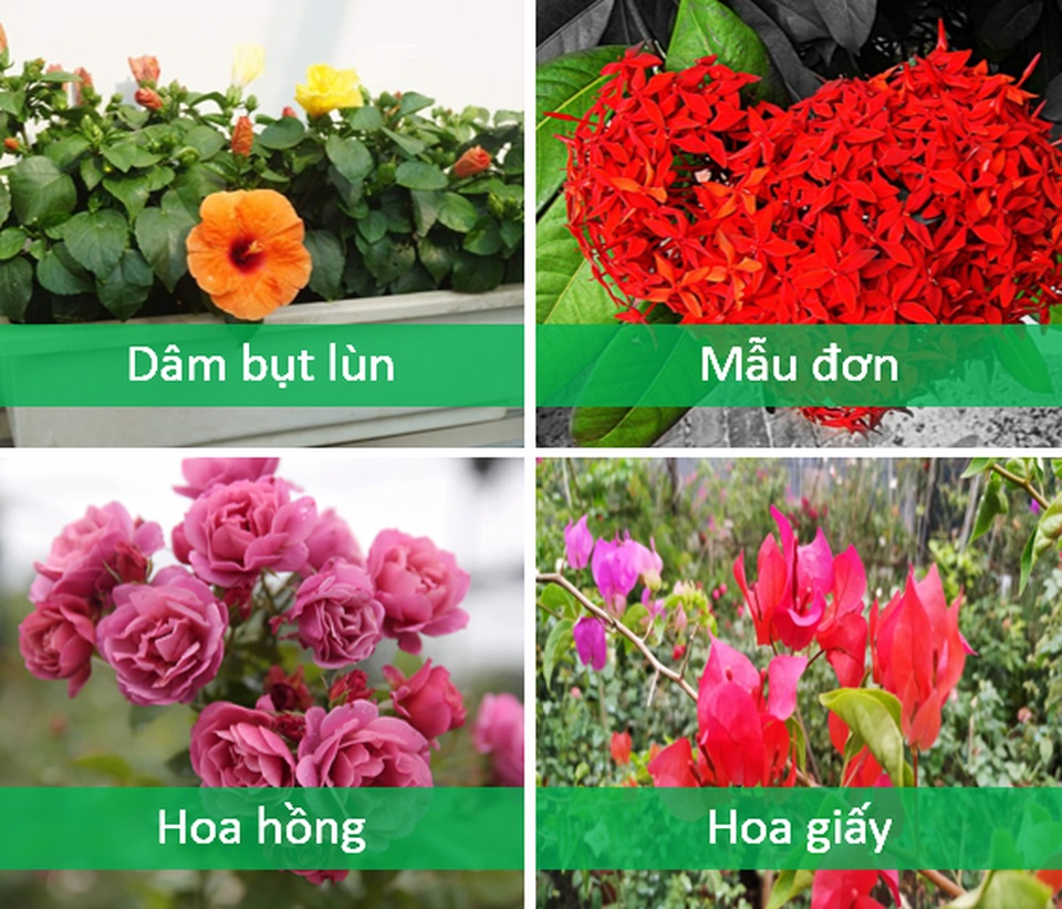 Trồng cây cảnh ở ban công chung cư, làm sao để vừa đẹp vừa nhàn? - 4 Trồng cây cảnh ở ban công chung cư, làm sao để vừa đẹp vừa nhàn? - 4