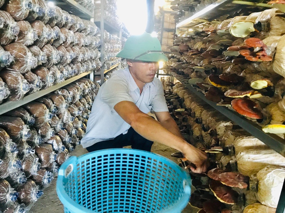 Bỏ dạy nghề về trồng nấm linh chi, mỗi năm thu hơn 1 tỷ đồng - 1 Bỏ dạy nghề về trồng nấm linh chi, mỗi năm thu hơn 1 tỷ đồng - 1